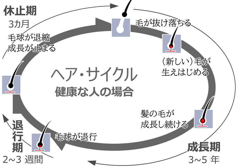 ヘアサイクル（健康な人）