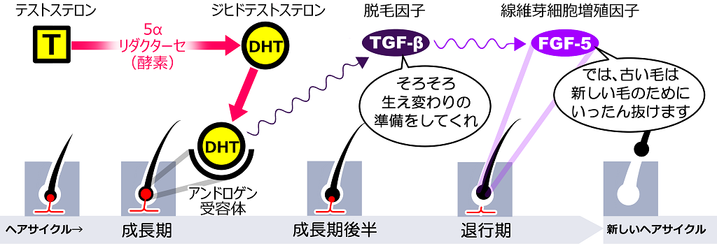 脱毛の機序