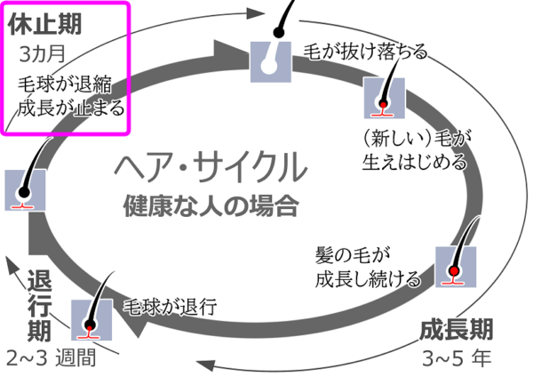 ヘアサイクルと休止期